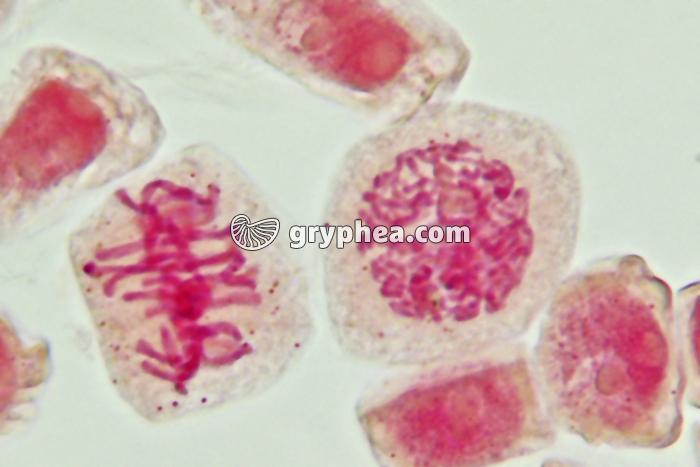 Mitose cellules de racine d'Ail - Prophase et métaphase x800 - gryphea.org